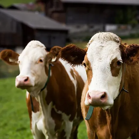 Semesterbostad Emilia